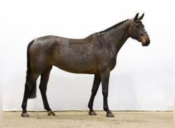 German Sport Horse, Mare, 4 years, 16,1 hh, Brown