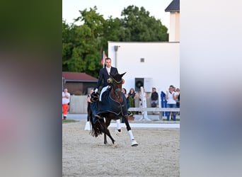 German Sport Horse, Mare, 4 years, 16.1 hh, Chestnut