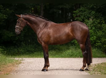 German Sport Horse, Mare, 4 years, 16.1 hh, Chestnut