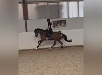 German Sport Horse, Mare, 4 years, 16.1 hh, Chestnut