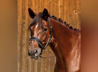 German Sport Horse, Mare, 4 years, 16.1 hh, Chestnut