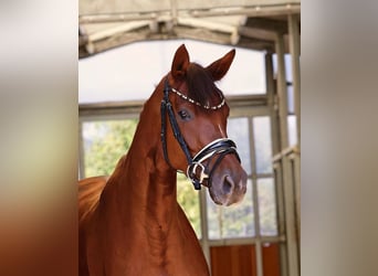 German Sport Horse, Mare, 4 years, 16.1 hh, Chestnut
