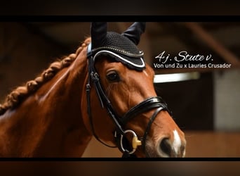 German Sport Horse, Mare, 4 years, 16,1 hh, Chestnut-Red