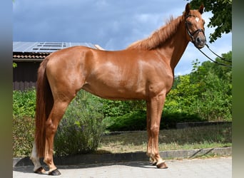 German Sport Horse, Mare, 4 years, 16.1 hh, Chestnut-Red