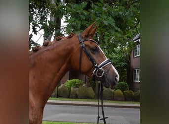 German Sport Horse, Mare, 4 years, 16.1 hh, Chestnut-Red