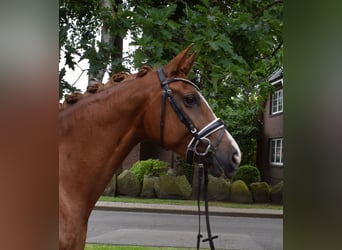 German Sport Horse, Mare, 4 years, 16.1 hh, Chestnut-Red