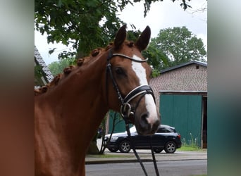 German Sport Horse, Mare, 4 years, 16.1 hh, Chestnut-Red