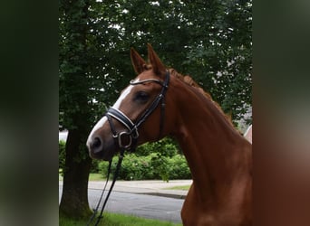 German Sport Horse, Mare, 4 years, 16.1 hh, Chestnut-Red