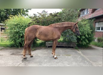 German Sport Horse, Mare, 4 years, 16.1 hh, Chestnut-Red