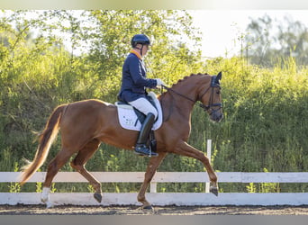 German Sport Horse, Mare, 4 years, 16.1 hh, Chestnut-Red