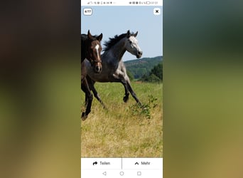 German Sport Horse, Mare, 4 years, 16.1 hh, Gray