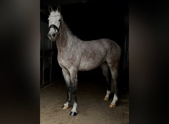 German Sport Horse, Mare, 4 years, 16.1 hh, Grey-Dapple