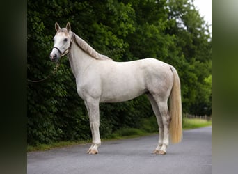 German Sport Horse, Mare, 4 years, 16.1 hh, Grey