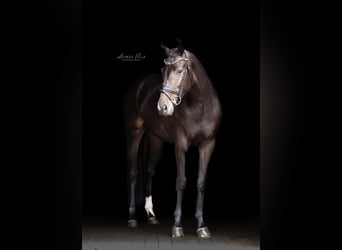 German Sport Horse, Mare, 4 years, 16,1 hh, Smoky-Black