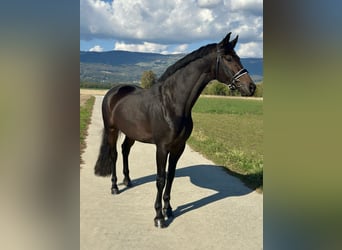 German Sport Horse, Mare, 4 years, 16.2 hh, Bay-Dark