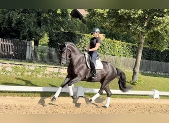 German Sport Horse, Mare, 4 years, 16.2 hh, Black