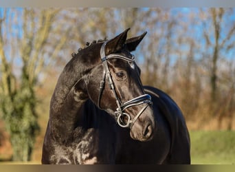 German Sport Horse, Mare, 4 years, 16.2 hh, Black