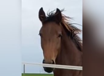 German Sport Horse, Mare, 4 years, 16,2 hh, Brown