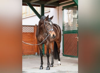 German Sport Horse, Mare, 4 years, 16.2 hh, Brown