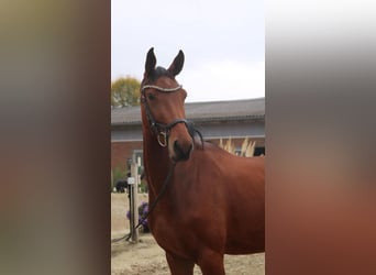 German Sport Horse, Mare, 4 years, 16.2 hh, Brown