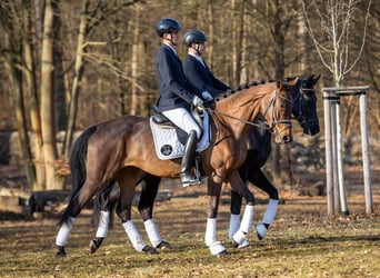 German Sport Horse, Mare, 4 years, 16.2 hh, Brown
