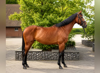 German Sport Horse, Mare, 4 years, 16.2 hh, Brown