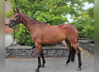 German Sport Horse, Mare, 4 years, 16.2 hh, Brown