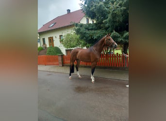 German Sport Horse, Mare, 4 years, 16.2 hh, Brown