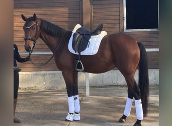 German Sport Horse, Mare, 4 years, 16.2 hh, Brown