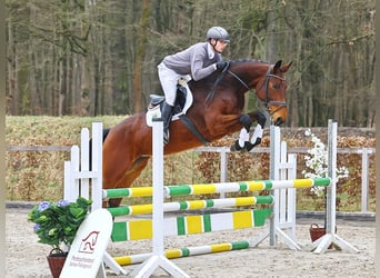 German Sport Horse, Mare, 4 years, 16.2 hh, Brown