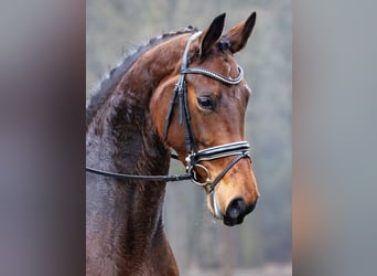 German Sport Horse, Mare, 4 years, 16.2 hh, Brown