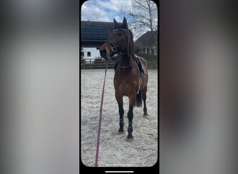 German Sport Horse, Mare, 4 years, 16.2 hh, Brown