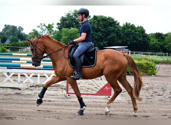 German Sport Horse, Mare, 4 years, 16.2 hh, Chestnut-Red