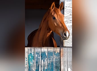 German Sport Horse, Mare, 4 years, 16.2 hh, Chestnut-Red