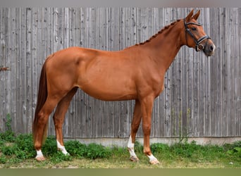 German Sport Horse, Mare, 4 years, 16.2 hh, Chestnut-Red