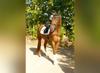 German Sport Horse, Mare, 4 years, 16.2 hh, Chestnut-Red