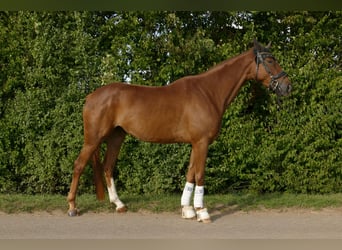 German Sport Horse, Mare, 4 years, 16.2 hh, Chestnut-Red