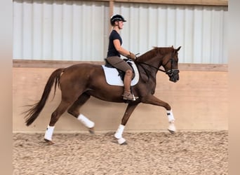 German Sport Horse, Mare, 4 years, 16.2 hh, Chestnut-Red
