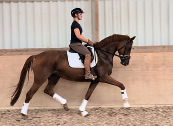 German Sport Horse, Mare, 4 years, 16.2 hh, Chestnut-Red
