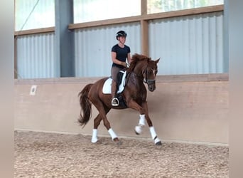 German Sport Horse, Mare, 4 years, 16.2 hh, Chestnut-Red