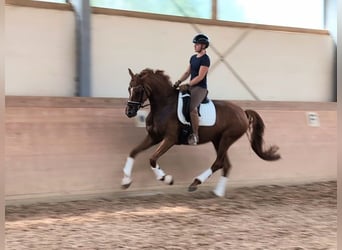 German Sport Horse, Mare, 4 years, 16.2 hh, Chestnut-Red