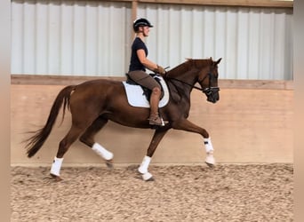 German Sport Horse, Mare, 4 years, 16.2 hh, Chestnut-Red