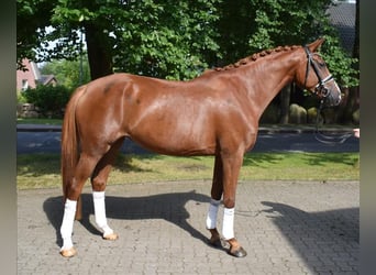 German Sport Horse, Mare, 4 years, 16,2 hh, Chestnut-Red