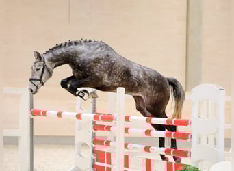 German Sport Horse, Mare, 4 years, 16.2 hh, Grey-Dapple