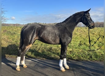 German Sport Horse, Mare, 4 years, 16.3 hh, Bay-Dark