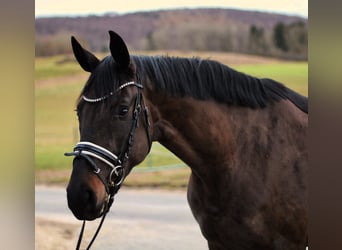 German Sport Horse, Mare, 4 years, 16.3 hh, Black