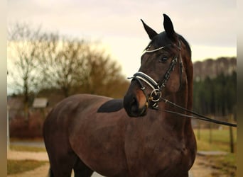 German Sport Horse, Mare, 4 years, 16.3 hh, Black