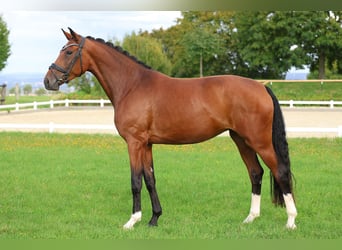 German Sport Horse, Mare, 4 years, 16.3 hh, Brown