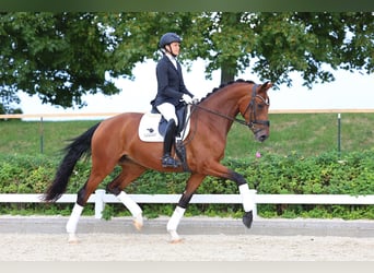German Sport Horse, Mare, 4 years, 16.3 hh, Brown