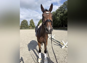 German Sport Horse, Mare, 4 years, 16.3 hh, Brown